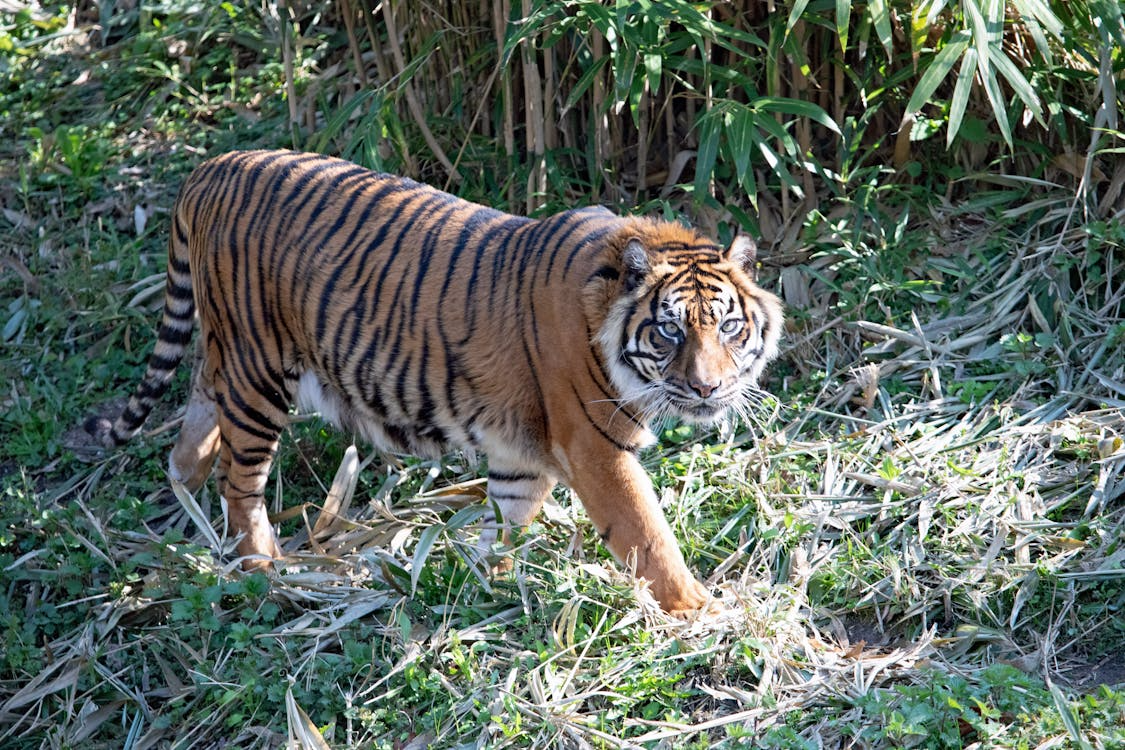 Harimau