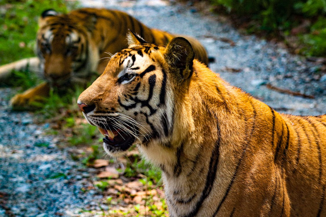 Harimau Sumatera