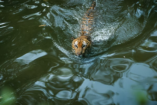 Harimau