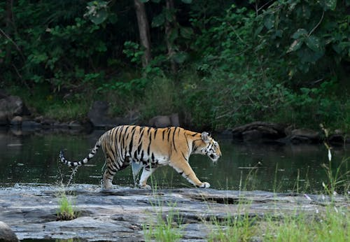 Harimau