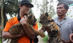 Harimau