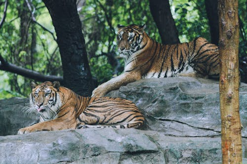 Harimau
