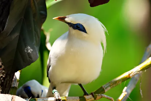 Jalak