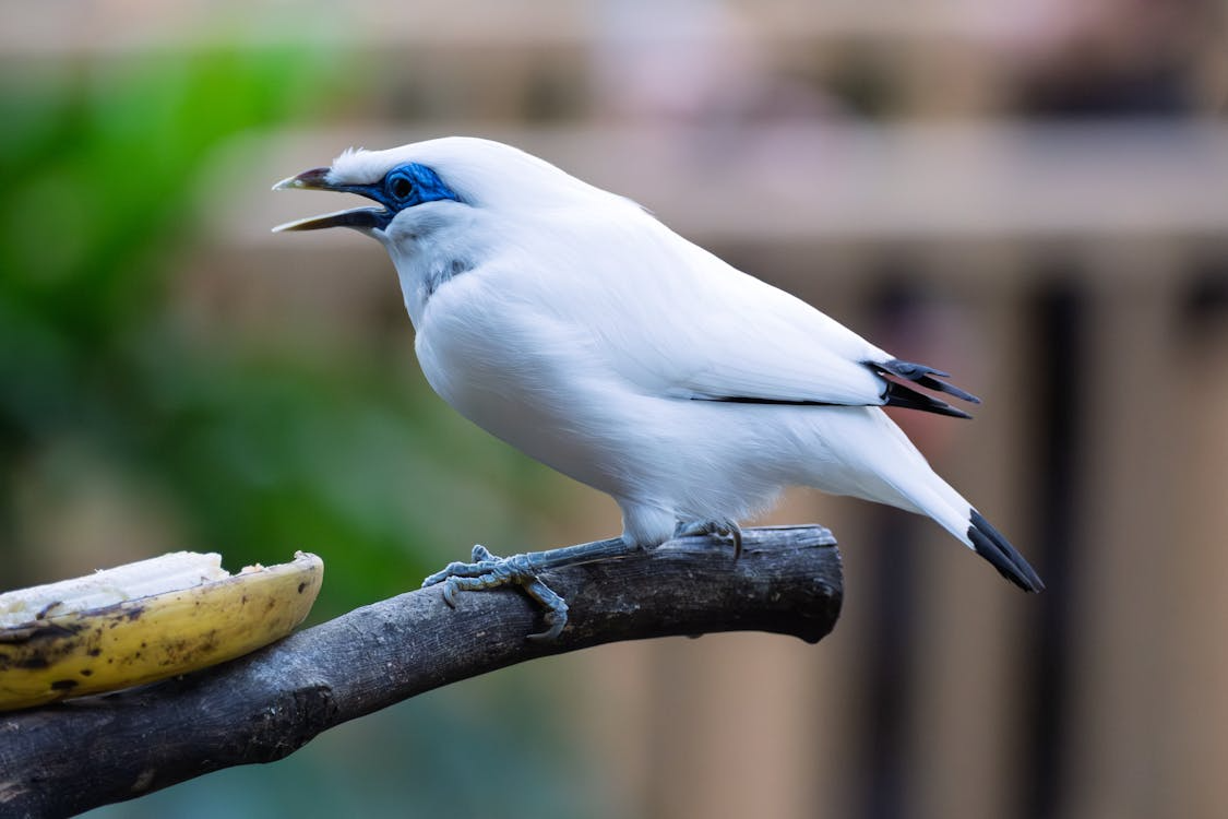Burung Jalak Bali