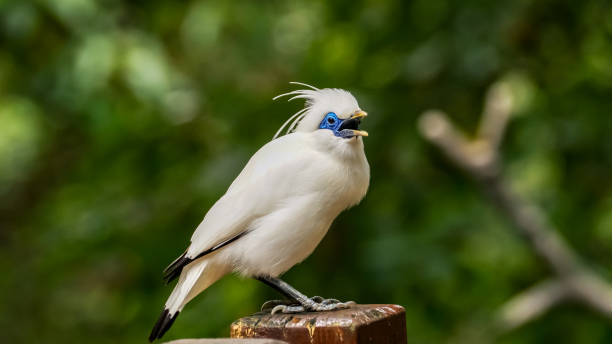 Jalak