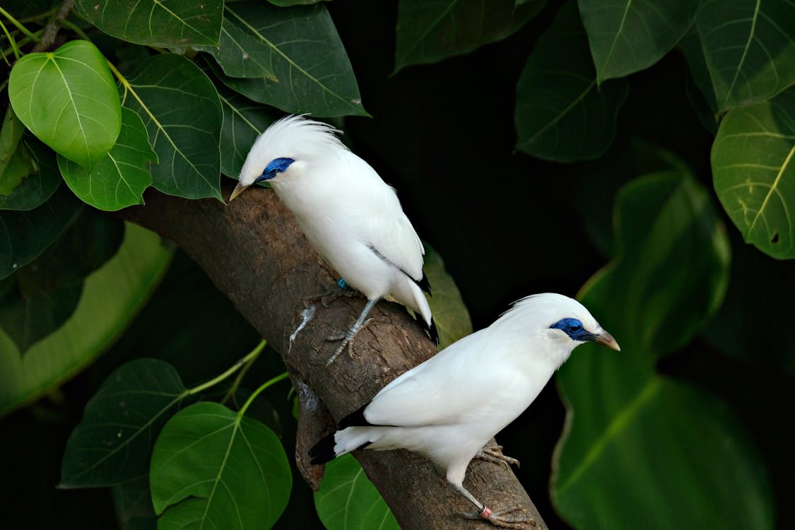 Jalak Bali