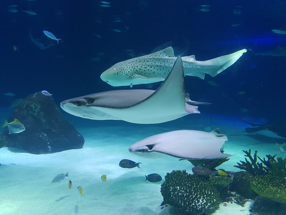 Pari Manta Raja Ampat