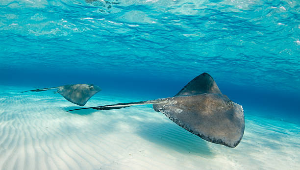 Manta