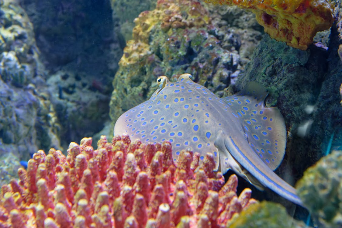 Manta