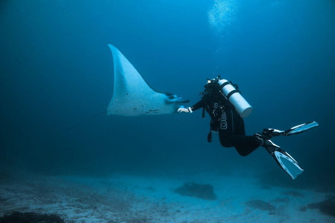 Manta