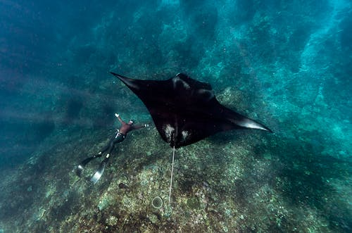 Manta