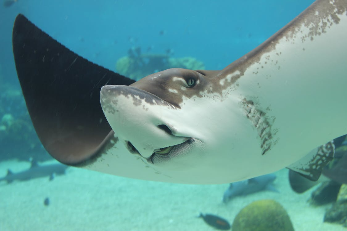 Pari Manta Raja Ampat