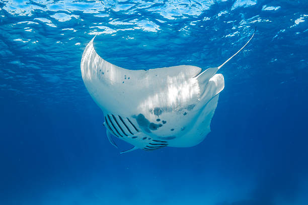 Pari Manta