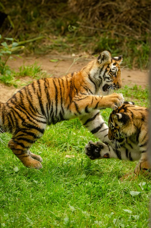 Harimau Sumatera