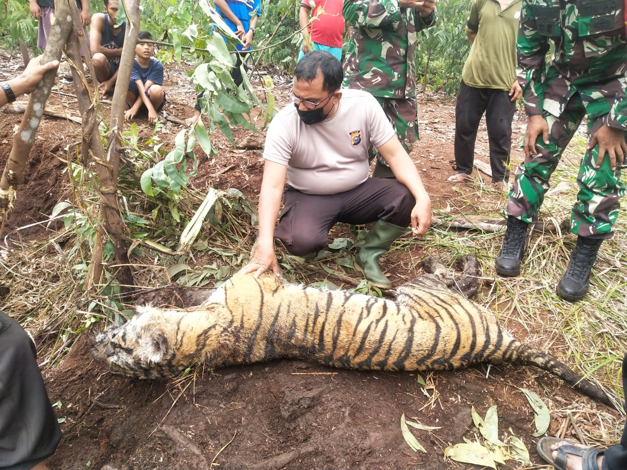 Tragedi Harimau Sumatera