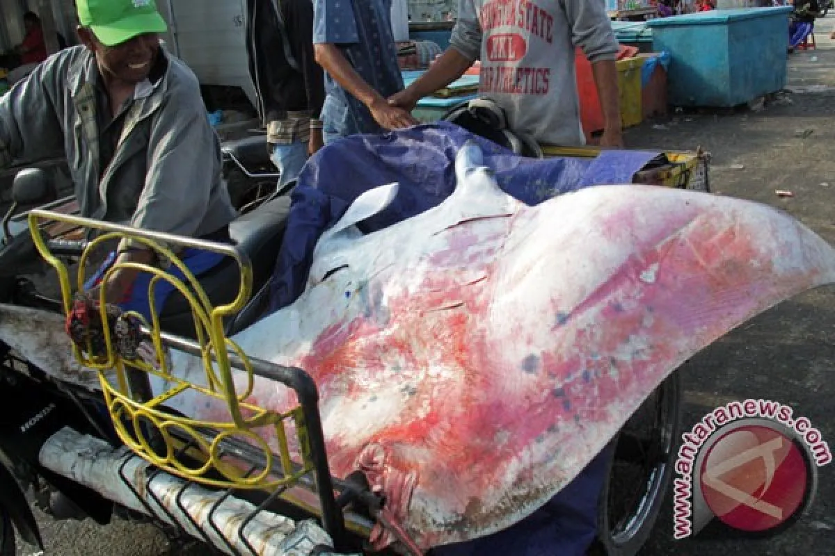 Perburuan Pari Manta