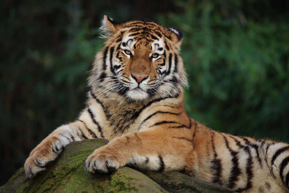 Harimau Sumatera